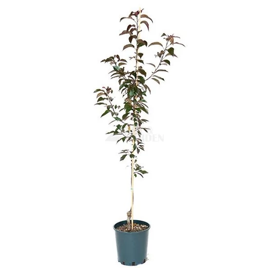 Malus 'Royalty' / Vöröslevelű díszalma