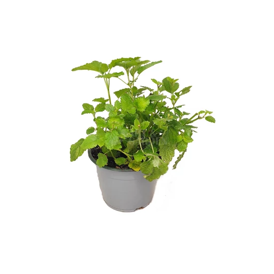 Melissa officinalis / Citromfű