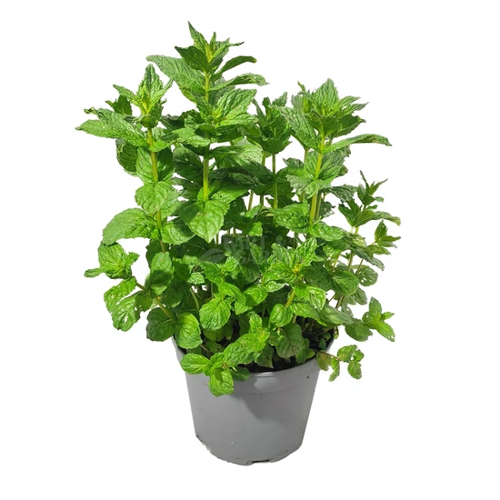 Mentha x piperita / Borsmenta