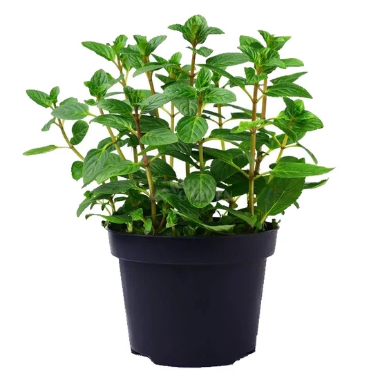 Mentha x piperita 'Ananasa' / Ananász illatú menta