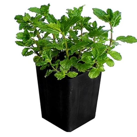 Mentha spicata 'Crispa' / Fodormenta