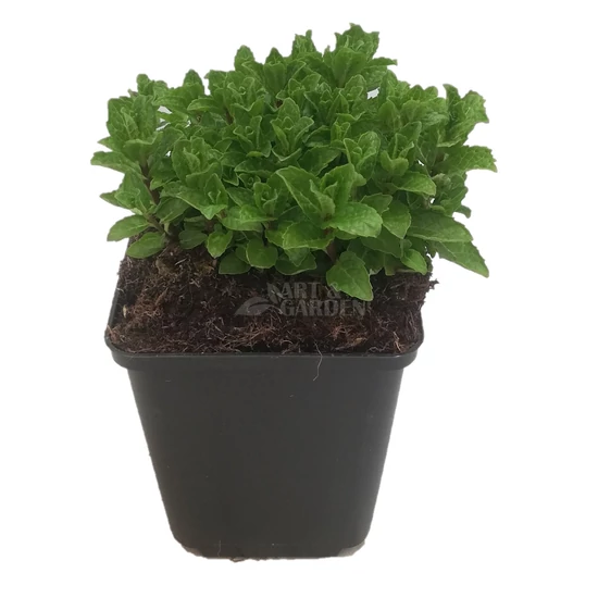 Mentha spicata 'Moroccan' / Marokkói menta