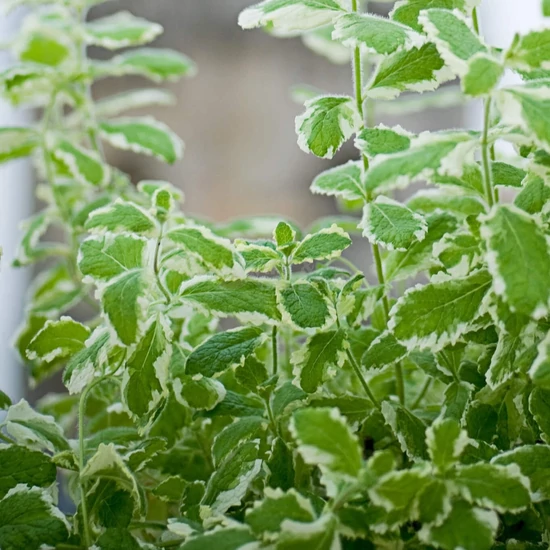 Mentha suaveolens 'Variegata' / Almaillatú menta