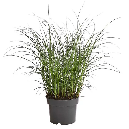 Miscanthus sinensis ‘Kleine Silberspinne’ / Kínai törpe virágosnád