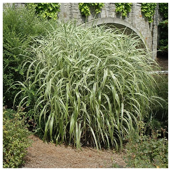 Miscanthus sinensis 'Cabaret' / Kínai virágosnád