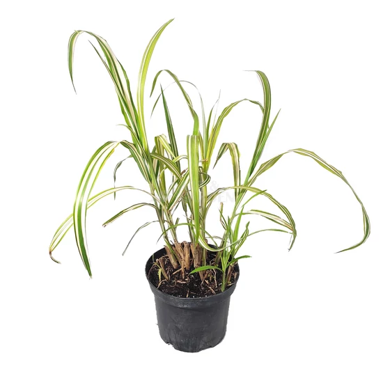 Miscanthus sinensis 'Cabaret' / Molnárpántlika