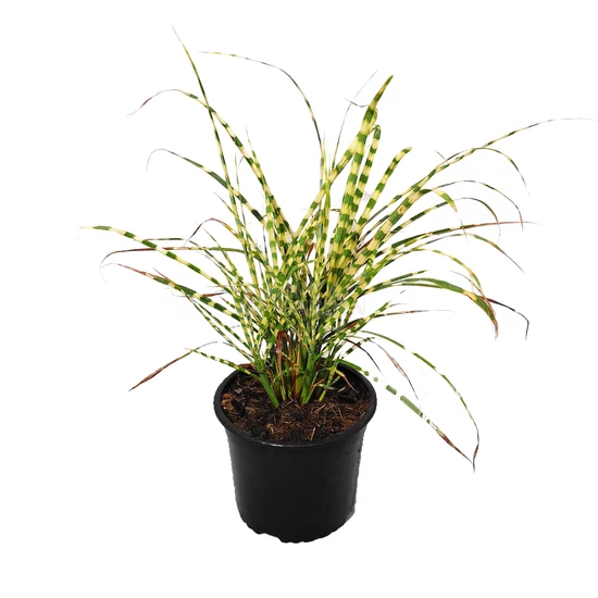 Miscanthus sinensis 'Gold Breeze' / Kínai virágosnád