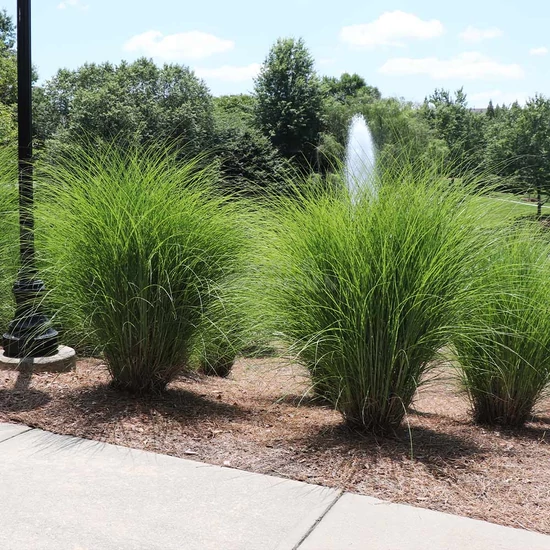 Miscanthus sinensis 'Gracillimus' / Kínai virágosnád