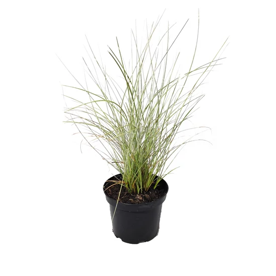 Miscanthus sinensis 'Cute One' / Kínai virágosnád