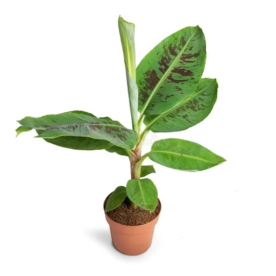 Musa acuminata 'Dwarf Cavendish' / Ehető termésű törpe banán
