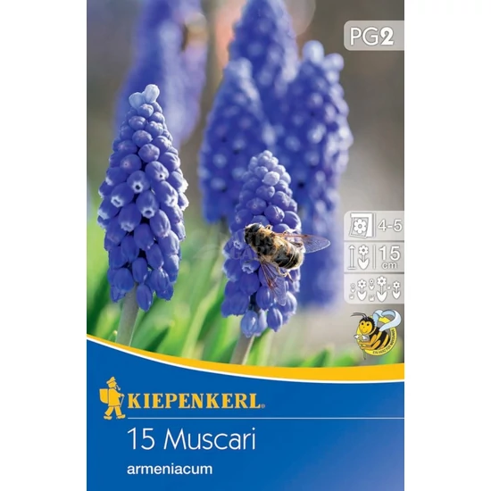 Muscari armeniacum / Örmény gyöngyike virághagyma