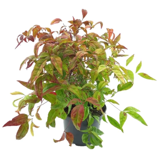 Nandina domestica 'Firepower' / Törpe japán szentfa
