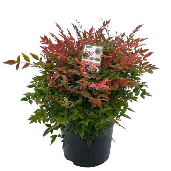 Nandina domestica 'Obsessed' / Japán szentfa