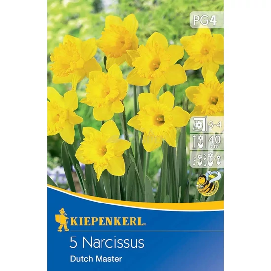 Narcissus 'Dutch Master' / 'Dutch Master' trombitavirágú nárcisz virághagyma