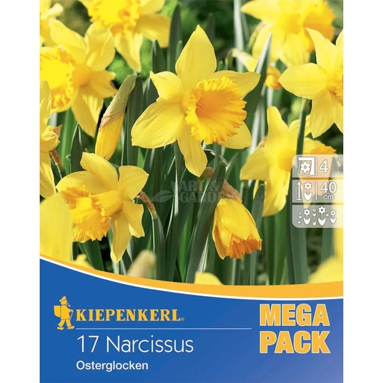 Narcissus 'Osterglocken Mega Pack' / 'Osterglocken' nagykoronájú nárcisz virághagyma