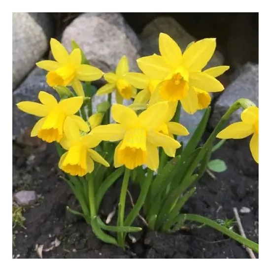 Narcissus 'Tete a tete' / Törpe nárcisz virághagyma