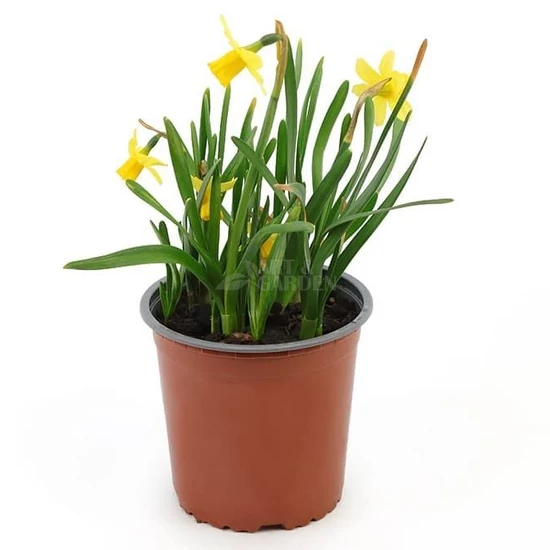 Narcissus 'Tete a tete' / Törpe nárcisz