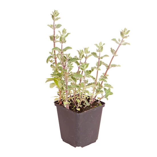 Nepeta faassenii 'Senior' / Macskamenta