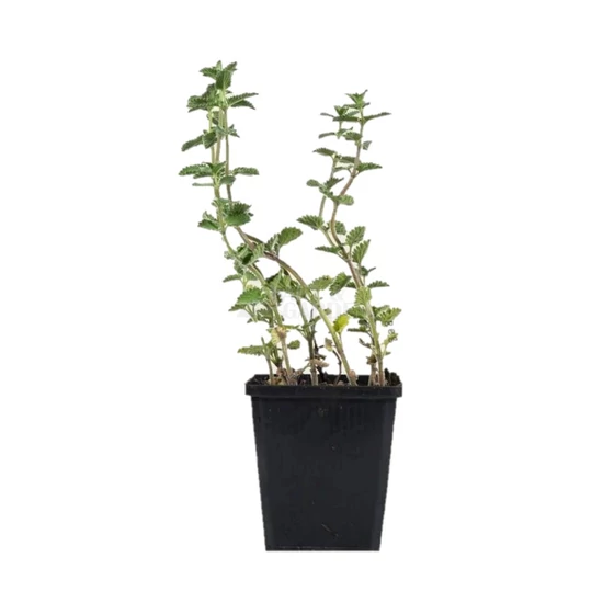 Nepeta faassenii 'Six Hill Giant' / Macskamenta
