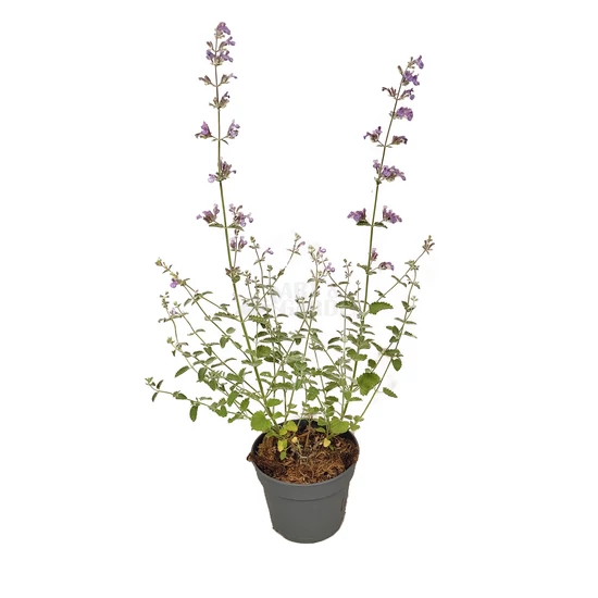 Nepeta x faassenii 'Walker's low' / Macskamenta