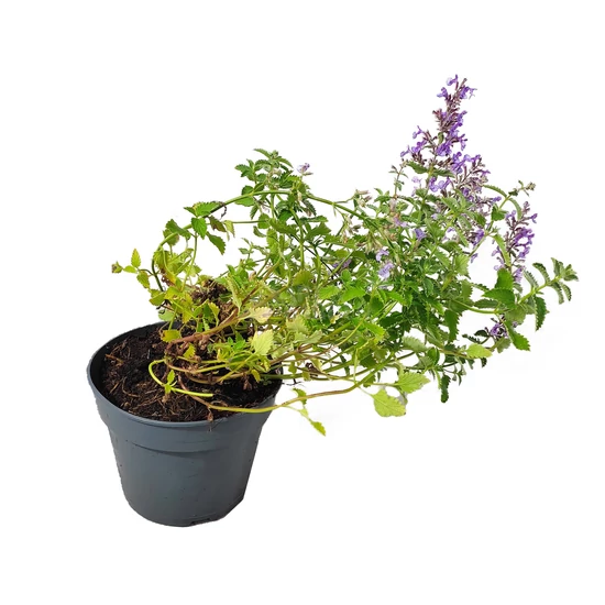 Nepeta x faassenii 'Junior Walker' / Macskamenta