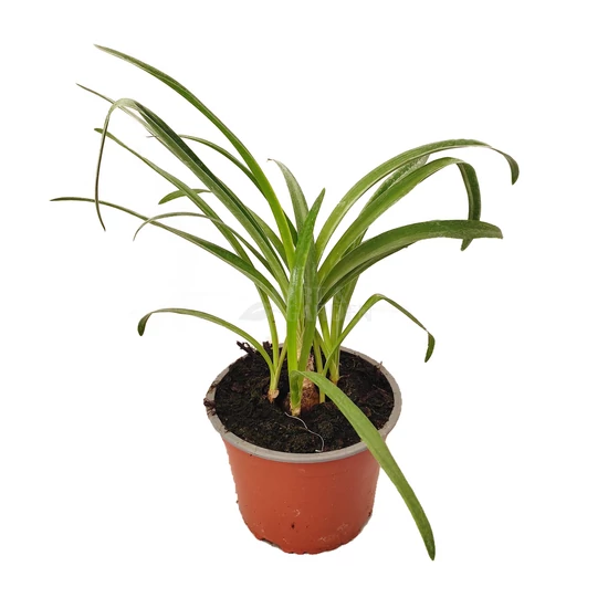 Nerine bowdenii / Csillogó pirosliliom