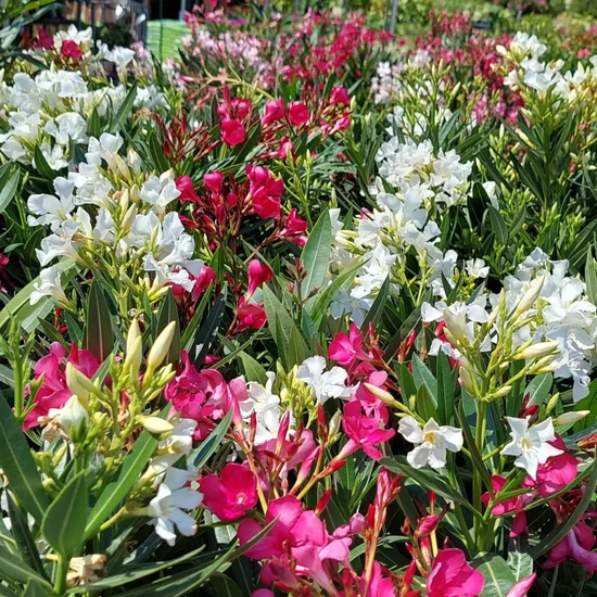 Nerium oleander 'Multicolor' / Leander