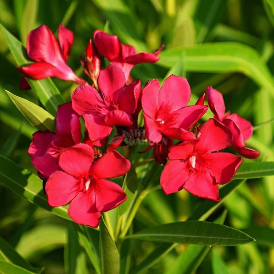 Nerium oleander 'Jannoch' (Simple Red) / Leander