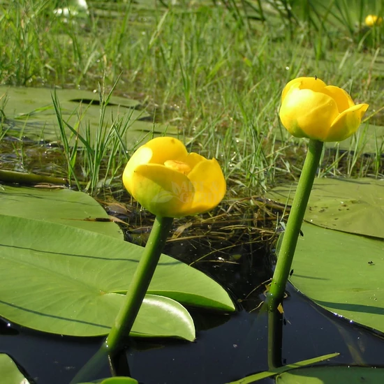 Nuphar lutea / Sárga vízitök