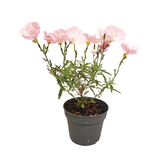 Oenothera speciosa 'Siskiyou Pink' / Pompás ligetszépe