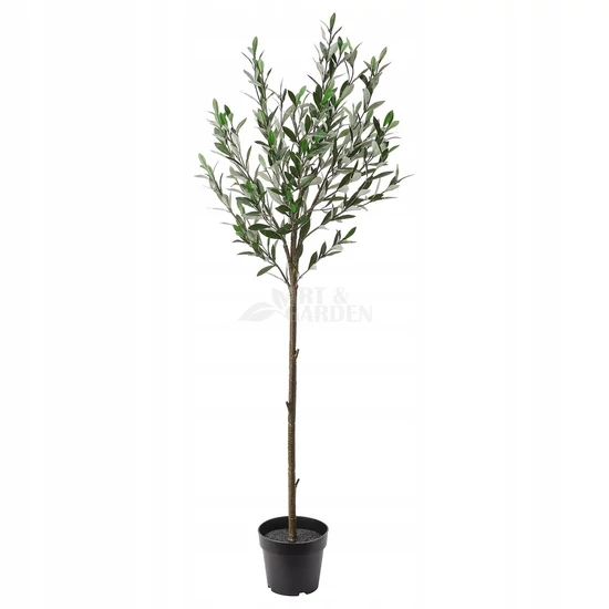 Olea europaea 'Leccino'/ Európai olajfa 'Leccino'