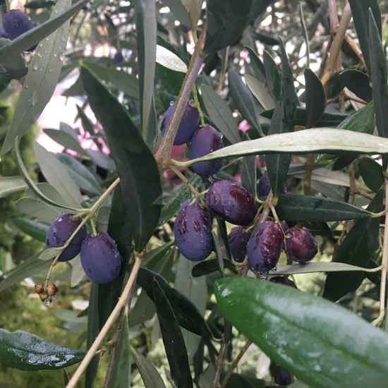 Olea europaea 'Frantoio' / Európai olajfa 'Frantoio'