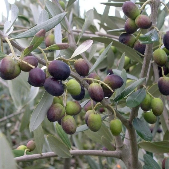 Olea europaea 'Leccino'/ Európai olajfa 'Leccino'