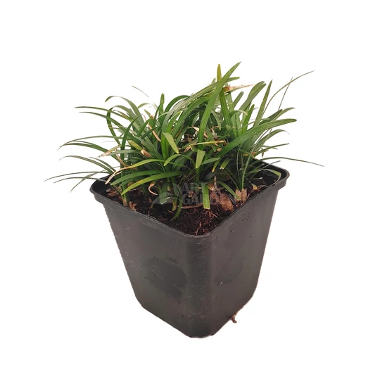Ophiopogon japonicus 'Minor' / Japán kígyószakáll