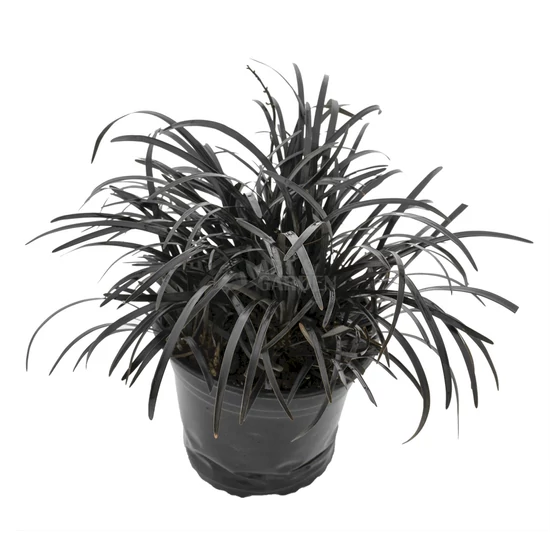 Ophiopogon planiscapus 'Niger' / Fekete kígyószakáll