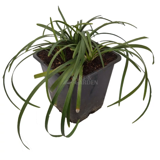 Ophiopogon planiscapus / Kígyószakáll