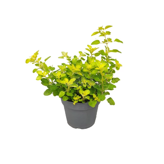 Origanum vulgare 'Gold Nugget' / Arany levelű oregánó