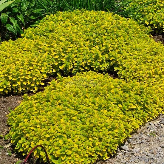 Origanum vulgare 'Aureum' / Arany levelű oregánó