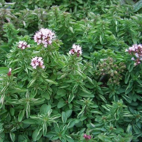 Origanum vulgare 'Compactum' / Oregánó