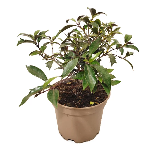 Osmanthus heterophyllus 'Purpureus' / Bronzlevelű illatcserje