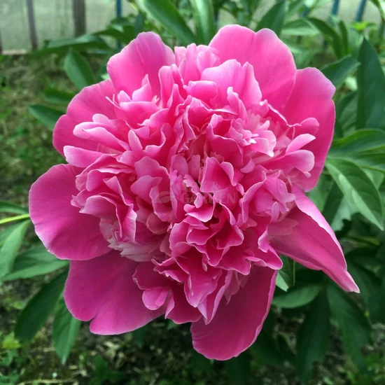 Paeonia lactiflora 'Amabilis' / Késői bazsarózsa