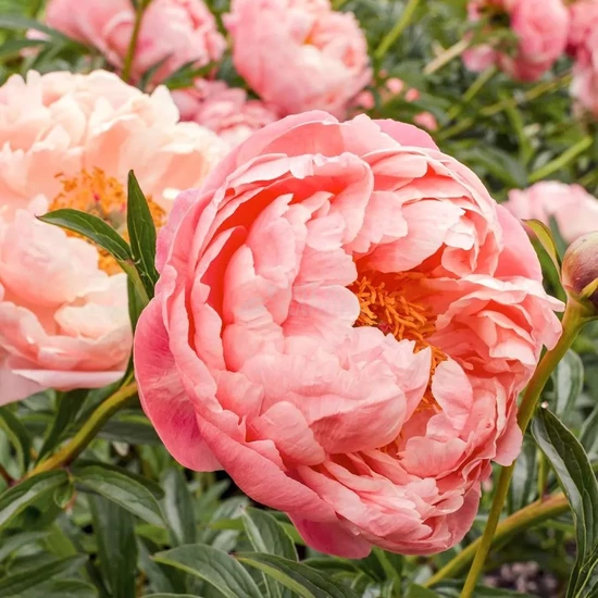 Paeonia lactiflora 'Coral Charm' / Késői bazsarózsa