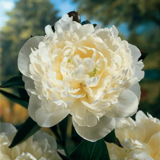 Paeonia lactiflora 'Duchesse de Nemours' / Lágyszárú bazsarózsa