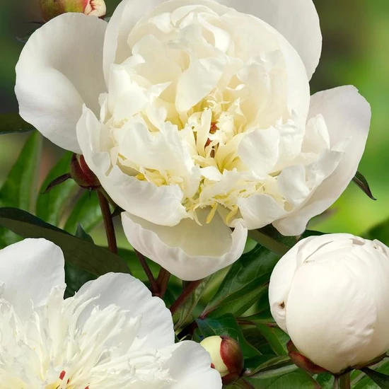 Paeonia lactiflora 'Immaculee' / Késői bazsarózsa