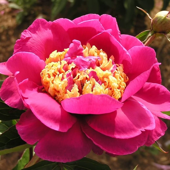 Paeonia lactiflora 'Le Charme' / Késői bazsarózsa