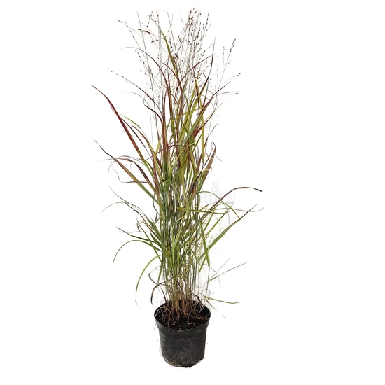 Panicum virgatum 'Heavy Metal' / Vesszős köles