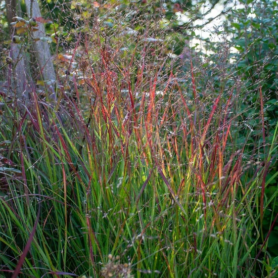 Panicum virgatum 'Shenandoah' / Vesszős köles