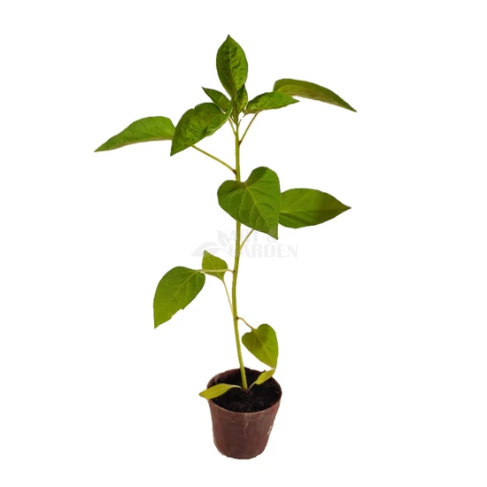 'HRF' paprika palánta