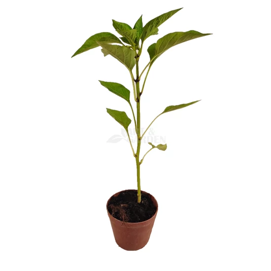 'Fehérözön' paprika palánta