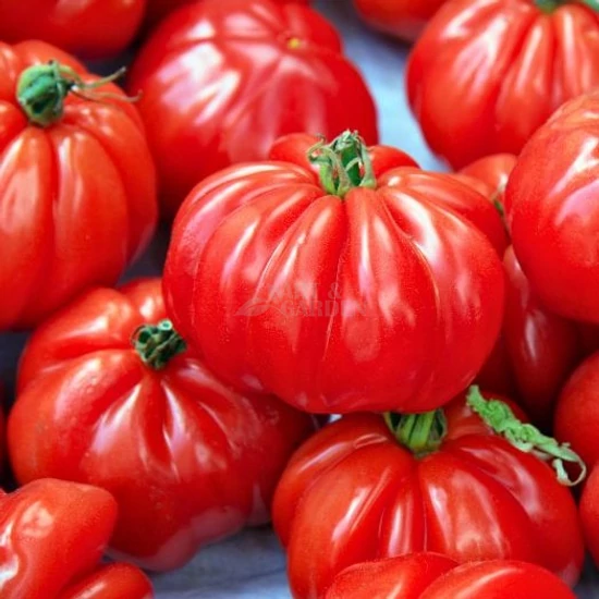 'Marmande' paradicsom palánta